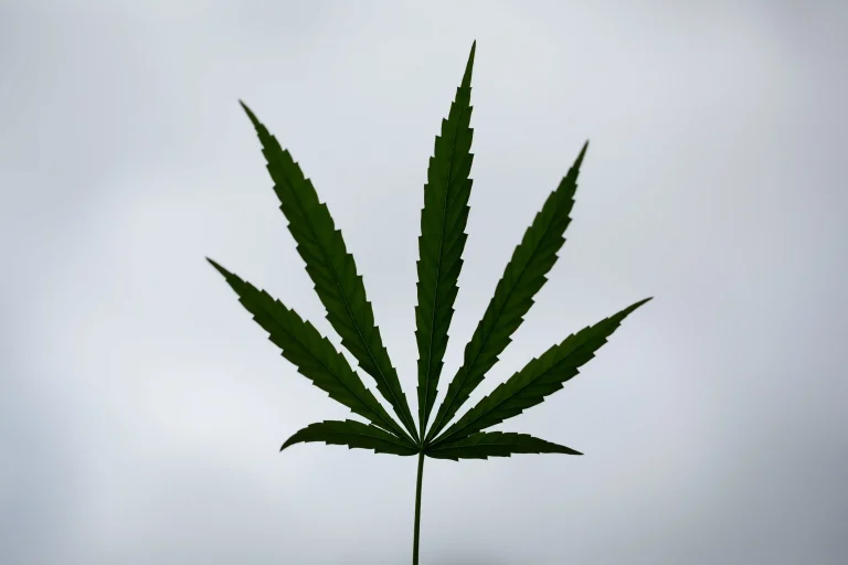 1 cannabis-marijuana-leaf-closeup